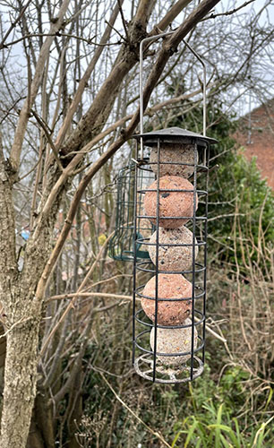 fatball feeder with berry fatball and standard fatballs